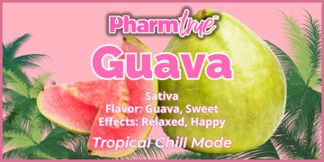 PT Disp Guava 2g